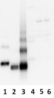 AMBP | Bikunin (mice) in the group Antibodies Human Cell Biology / Other proteins at Agrisera AB (Antibodies for research) (AS04 040)